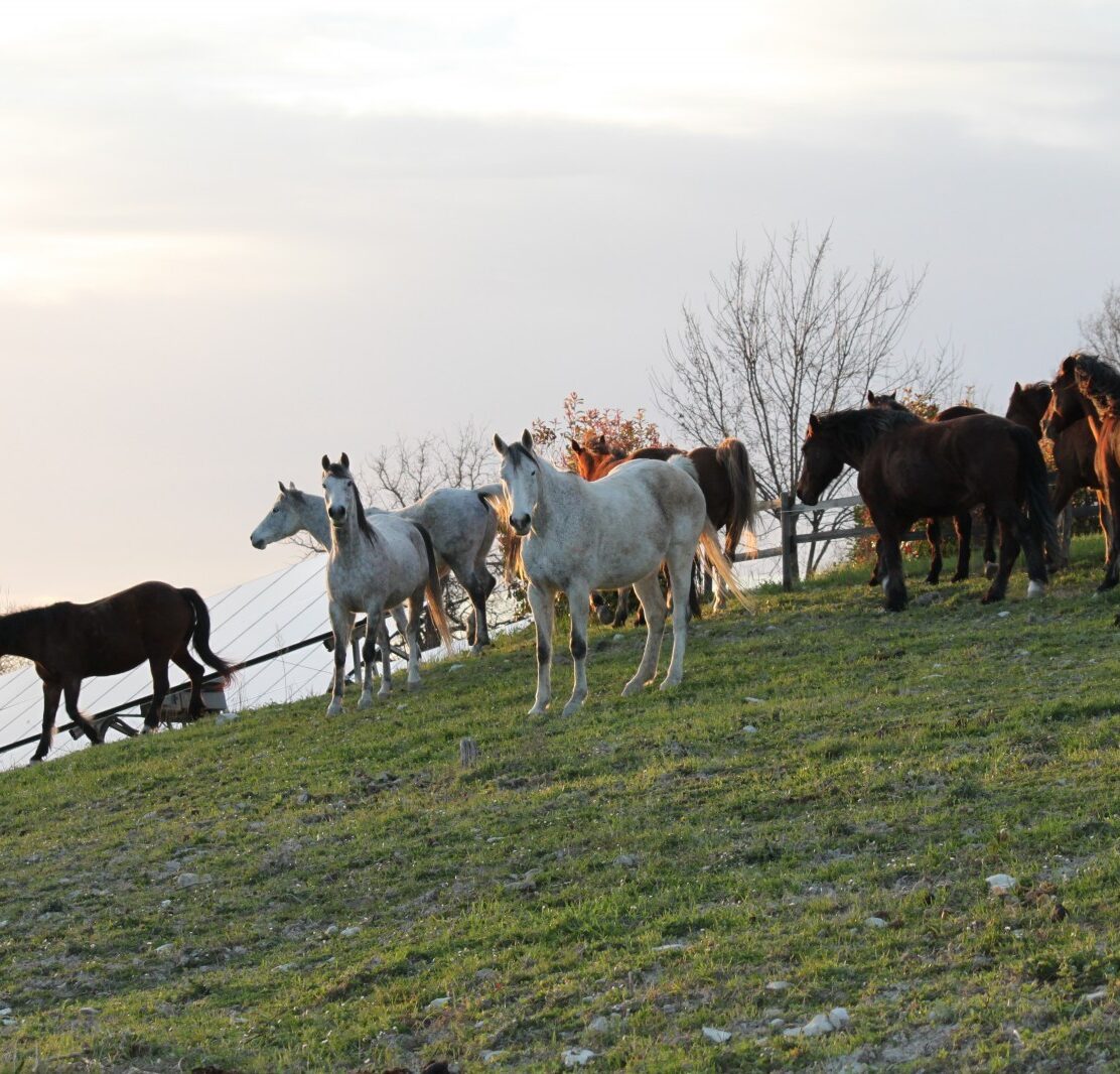 passeggiata cavallo